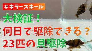 【検証】23匹のスネール駆除に何日かかる？キラースネールの駆除力を検証！#アクアリウム #初心者アクアリスト  #生体 #キラースネール