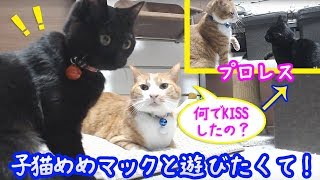 ＜2匹の猫通信＞ハッチとマックの「ほっこりライブ」子猫めめマックと遊びたくて！KISS…の後は！2019 02 18　- Cat Live Stream in Japan - Cat Life TV