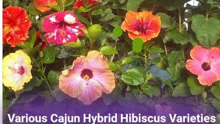 Hibiscus Flowers I Grow And From The Nursery Where I Buy Them | Bonus Flowers