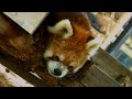 【j10】野毛山動物園の賢健 ♂ ➊⇒red panda