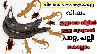 ചീഞ്ഞ പഴം കൊണ്ട് പാറ്റയെ കൊല്ലാം..How to Get Rid of cockroaches|kitchen tips in malayalam|tips