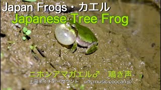 雨を呼ぶ　ニホンアマガエル♂   鳴き声 / Japanese Tree Frog