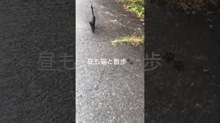 猫たちとの散歩は主の日課 #shorts #猫 #田舎暮らし