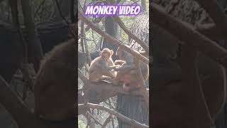 Monkeys are enjoying on the forest tree