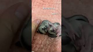 双子の赤ちゃんお休み中　#フクロモモンガ #baby #sleep #cute #親指サイズ #sugarglider