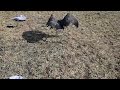 흑두루미 위치추적장치 부착 attatching transmitter to hooded crane