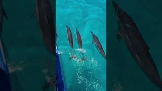 POV: Swimming with dolphins in Kauai, Hawai’i🐬 #moana #dolphins #hawaii