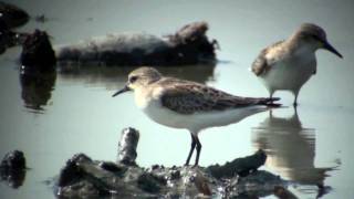 野鳥：トウネン (幼鳥)／Wild Birds: Red-necked Stint (Juvenile)