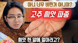 [고추 씨앗 파종] 씨앗이 금값이다 / 고추 육묘 / 건고추