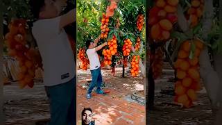 এতো ফল অসম্ভব ব্যপার দেখুন  😋😋😋@Wasiultune #shorts #viral #fruit