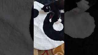 Yin yang cat Bringing balance 😺