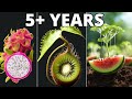 Growing Plants In 4k Time Lapse Compilation (5  Years)
