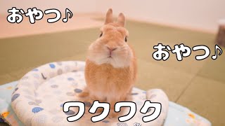 新しいおやつを見て喜びを隠しきれないウサギがこちらです【No.302】