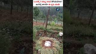 ಸಾವಯವ ಬೆಳ್ಳುಳ್ಳಿ ಕೃಷಿ ಮಾಡುವುದು ಹೇಗೆ? #shorts #garlicfarming #organicfarming