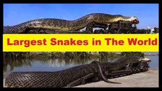 Top 10 Largest Snakes In The World 'Top Ten biggest Snake in The World'