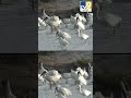 Floock of black-headed Ibis spotted for foraging for food in Tamil Nadu’s Thoothukudi - TV9