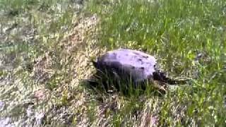 Big fricken turtle was chasing cars.