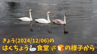 きょうのハクチョウ 🦢 食堂の様子から 2024/12/06 A scene of diner for swans 🦢