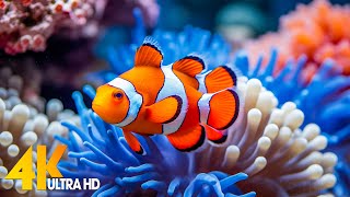 Aquarium 4K VIDEO (ULTRA HD) 🐠 Beautiful Coral Reef Fish - Relaxing Sleep Meditation Music #10