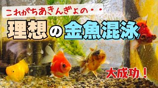 【金魚】理想の金魚混泳が実現しました！