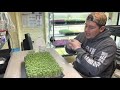 how to grow broccoli microgreens step by step tutorial