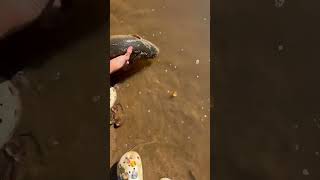 Releasing big bowfin in the tar river #fishing #fyp #bassfishing #catchingfish ￼