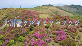 お家で絶景  空から大川嶺 ツルギミツバツツジ