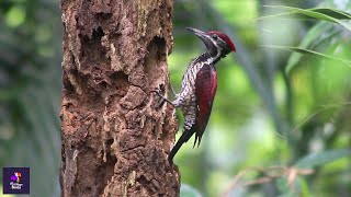 Enchanting Red-Backed Flameback Woodpecker Feeding | Nature's Symphony on a Dead Tree Trunk