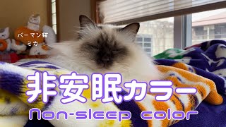 バーマン猫ミカ【非安眠カラー】Non-sleep color（バーマン猫）Birman/Cat