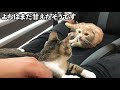 膝の上で甘える子猫とヤキモチを妬く先住猫がこちら！【保護猫】