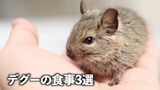 デグー(degu)の育て方！何を食べるの！？食事3選