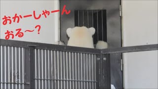 【しろくまピース】大好きな飼育員さんを探すピースちゃん♪ 　2021/1/3　とべ動物園