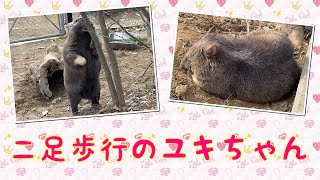 【wombat】二足歩行のユキちゃん☆(Walk on two legs)