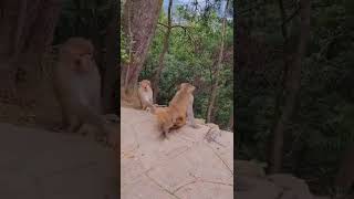 funniest moments monkeys Funny and Cute Monkey Videos Compilation  😂🤣#shorts#trending#youtubeshorts