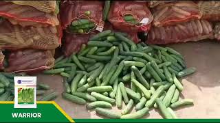 #farmersuccess #WARRIOR ಸೌತೆಕಾಯಿ #CUCUMBER | ಕಡಿಮೆ ಖರ್ಚಿನಲ್ಲಿ ಹೆಚ್ಚಿನ ಇಳುವರಿ ಪಡೆಯಿರಿ 8884448098