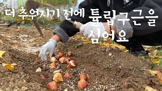 #28[열평정원]더 추워지기 전에 튤립구근을 심어요 241126#garden #튤립구근 #튤립구근심기