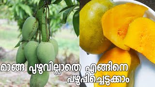 How To Ripen Mangoes Without Worms/Insects||100%Effective||With Proof ||