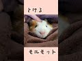 guinea pig that melts