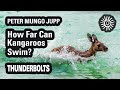 Peter Mungo Jupp: How Far Can Kangaroos Swim? | Thunderbolts