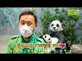 omniscient grandpa viewpoint it s so big it s so cute 38kg baby panda │everland panda fubao