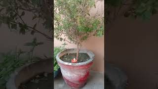 Tulsi Aarti