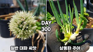 토종 대파 / 화분에 삼동파 주아 키우기 : How to Grow Green Onions (Scallions) in Containers