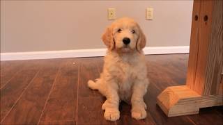Training 8 Week Old GoldenDoodle Puppy