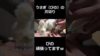 うさぎ(ぴの）の爪切り　がんばれぴのｗ　#shorts ＃うさぎ＃かわいい＃ぷぅの日常