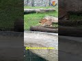 Zoo's Majestic Tiger: Serene Relaxation in it's Habitat #tigers #tiger  #zooanimals #zoolife #shorts