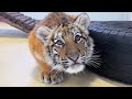 🐯🐯🐯❓❓❓ tigercub tiger kitten foryou fpy cute kitty zoo adorable