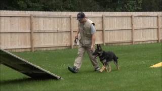 Jax (German Shepherd Dog) Boot Camp Dog Training Video