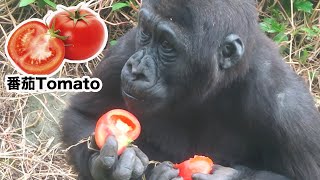 小金剛Ringo吃番茄Ringo enjoys his tomato#金剛猩猩 #gorilla