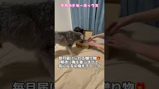 【れおぱおチャンネル】ドギーボックスからのプレゼント🎁 開封します🐶　#愛犬　#多頭飼い　#シュナウザー　#れおぱおチャンネル　#ドギーボックス　#ドギボ　#doggybox #dog #pr