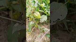 এই ফলটি কোথাও চোখে পড়লে চুপ করে তুলে নিন #tree #fruit#views//